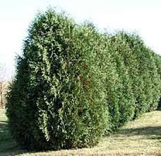 Use them in commercial designs under lifetime, perpetual & worldwide rights. Evergreen Shrubs Colorful Seasons Alexandria Mn