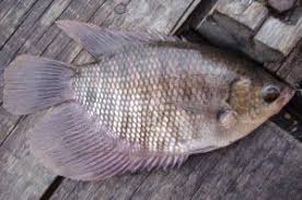 Sumber berita & cerita ikan air tawar no. Macam Jenis Ikan Gurame Peternak Super Marga Tiga Ikan Ikan Air Tawar Jenis