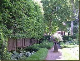Pin By Julie Doyle On Garden Privacy Trees Privacy Plants Privacy Landscaping