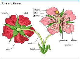 Style Parts Of A Flower Parts Of A Flower Flower Structure Flower Anatomy