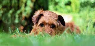 Why Do Dogs Eat Grass Frantically Daily Dog Stuff