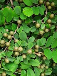 Image result for Cleistanthus