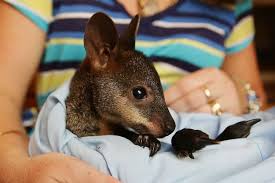 9 Unconventional Pets You Can Actually Own Unusual Animals Pets Animals
