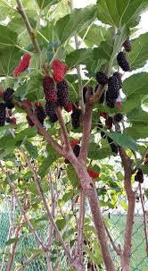 Pokok mulberi adalah jenis pokok renek berkayu lembut dan bercabang dan ia sangat rajin berbuah jika anda pandai kaedah pembuahan di atas juga sesuai kepada pokok mulberi yang ditanam dalam pasu, cuma buahnya agak kecil sedikit. Getco At Getco At Commonwealth Forest Park Resort Facebook