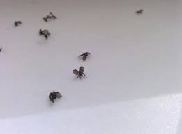 Luxuriöse etagenwohnung im obersten stock, oft mit dachterrasse und lift direkt in die wohnung. Kennt Wer Diese Fliegen Motten Insekt Insekten Ungeziefer Mucken