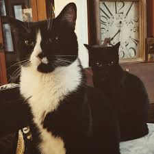 Uno The Mob Boss Cats Animals Boss