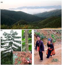 Image result for Rytigynia sp. M