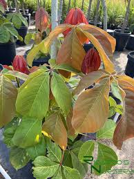 Image result for Pseudobombax