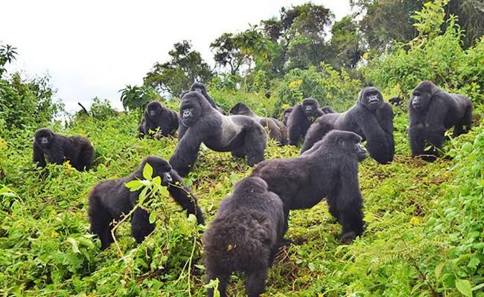 2 Days gorilla trekking in Rwanda, Gorilla safari experience
