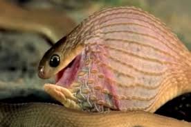 Ia mampu mencapai panjang sehingga 5.58 meter. Ular Tedung Selar