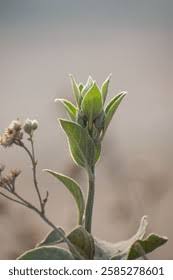 Image result for Astripomoea lachnosperma