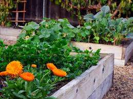 A raised bed can eliminate soil problems and make gardening much easier. 10 Tips For Successful Raised Bed Gardening