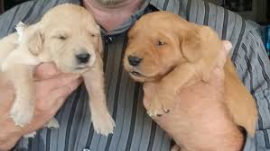 Raised indoors, mom and dad available to meet. Golden Retriever Puppies The Gazette Classifieds Online
