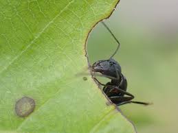 クヌギの葉をかじるクロヤマアリ 虫散歩