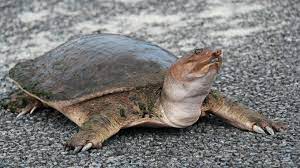 Belying their actual robustness, the hatchlings of the smooth softshell turtle are of delicate, almost translucent appearance. Spiny Softshell Turtle Apalone Spinifera About Animals