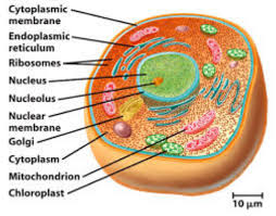 Actions of caffeine in the brain with special. Cell Unit 1