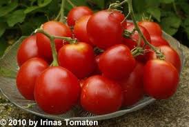Durante la conquista, los españoles llevaron este fruto a. Tomate Lukullus Tomaten Samen Rot Tomaten Samen Irinas Tomaten