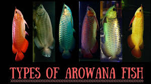 Arowana Species Types Of Arowana Fish Red Arowana Silver Arowana Fish Beautiful Fish Types Of Fish