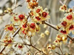Albero con fiori profumatissimi : 5 Piante Fiorite Per Il Giardino D Inverno One Giardinaggio