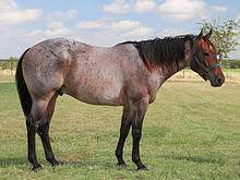 He is extremely smooth to ride and his offspring will ranch all day for you. Roan Horse Wikipedia