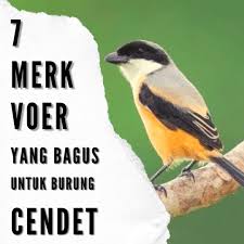 Pemberian cacing tanah untuk dijadikan sebagai extra fooding atau makanan tambahan burung kacer dapat bermanfaat untuk menstabilkan kondisi birahinya. 7 Rekomendasi Voer Burung Cendet Yang Bagus Beternakdirumah