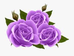 Free purple flowers and vine clipart for personal and commercial use. Purple Rose Clipart Transparent Background Transparent Purple Rose Clipart Flower Clipart Purple Roses
