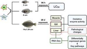 Toxicity Of Nickel And Cobalt In Japanese Flounder Sciencedirect