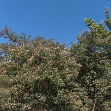 Image result for Indigofera transvaalensis