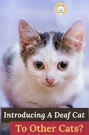 What To Do About Introducing A Deaf Cat To Other Cats Cats Cat Care Happy Animals