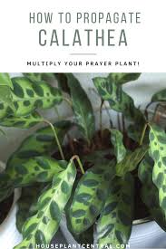 Prayer plants love humidity and will really thrive in areas with lots of ambient moisture in the air. How To Propagate A Prayer Plant Multiply A Calathea Houseplant Central
