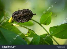 Image result for Walnut blight