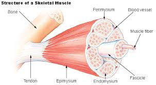 Difference Between Cardiac Skeletal And Smooth Muscle