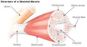 Difference Between Cardiac Skeletal And Smooth Muscle