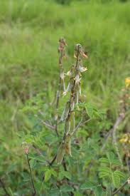 Image result for Crotalaria incompta