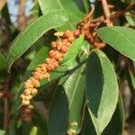 Image result for Croton gratissimus