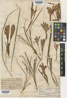 Image result for Babiana bainesii