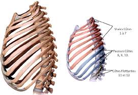 Elle peut donc être provoquée par des problèmes. Intercostalgie Ou Nevralgie Intercostale Les Douleurs Intercostales Clinique Chiropratique Sillery Chiro A Ste Foy Quebecclinique Chiropratique Sillery Chiro A Ste Foy Quebec