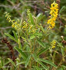 Image result for Eriosema psoraleoides