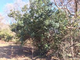 Image result for Rhamnus prinoides