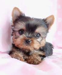 Pin By Susan On Yorkshire Terrier Yorkie Puppy Teacup Yorkie Puppy Teacup Yorkie