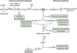 Image result for Complement Pathway