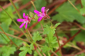 Image result for Pelargonium grossularioides