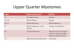 Myotome Testing Bismi Margarethaydon Com