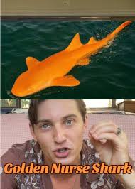 Legendary Pokémon Encounter from the Ocean