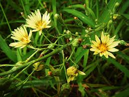 秋の野草 多摩丘陵で出会える植物たち 多摩丘陵へ行こう