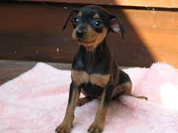 Miniature Pinscher Miniature Pinscher For Sale In Parry Sound Ontario Classifieds Kittens And Puppies Pedigree Dog Miniature Pinscher