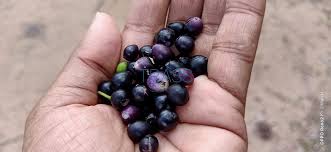 Image result for Craterispermum