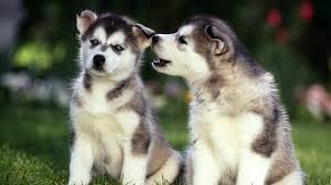 Alaska cuenta con numerosas bibliotecas que reúnen importantes fondos para la investigación local. Fondos De Pantalla Cesped Pareja Cachorros Husky Siberiano Malamute De Alaska Fornido Vertebrado Perro Lobo Saarloos Wolfdog Perro Como Mamifero Perro Raza Perro De Trineo Perro De Groenlandia Carnivoro Cruces De