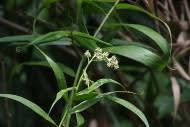 Image result for Flagellariaceae