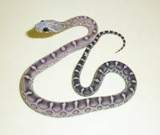 Black And White Corn Snake For Sale Anery Scaleless Het Snow Corn Snake Corn Snake Corn Snakes For Sale Snakes For Sale